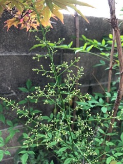 92F407CB-F2A2-4025-9F3C-8680AF5031BF.jpeg