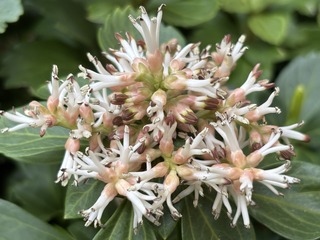 IMG_3935.jpeg