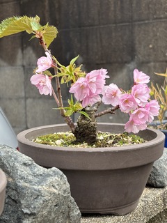 IMG_4046.jpeg