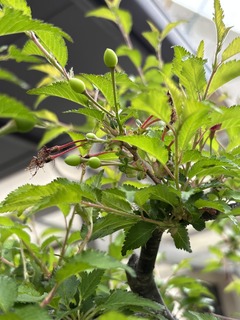 IMG_4124.jpeg