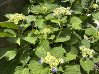 IMG_4569.jpeg
