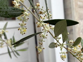 IMG_4594.jpeg