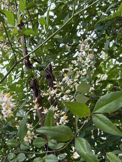 IMG_4922.jpeg