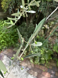 IMG_5106.jpeg