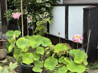 IMG_5262.jpeg