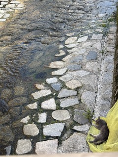 IMG_5381.jpeg